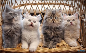 клиника третья