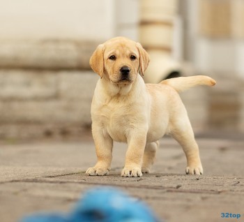 Стоматология СМАЙЛ СТУДИО (SMILE STUDIO)