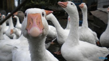 Лицензия картинка и номер