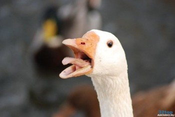 странные цены проверка 90