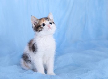 тест питер 567