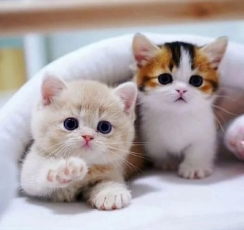 Многофункциональный центр стоматологии АЙСБЕРГ