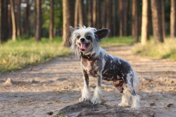 СОЧИНСКАЯ КЛИНИКА СОВРЕМЕННОЙ ТЕХНОЛОГИИ