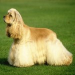 бесплатная с телефоном