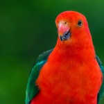 ДЕНТА ПРЕСТИЖ