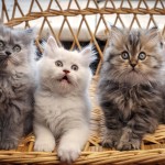 Стоматологический центр ЖЕМЧУЖИНА комф