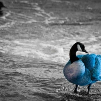 Морозов Дед Ерич - фотография